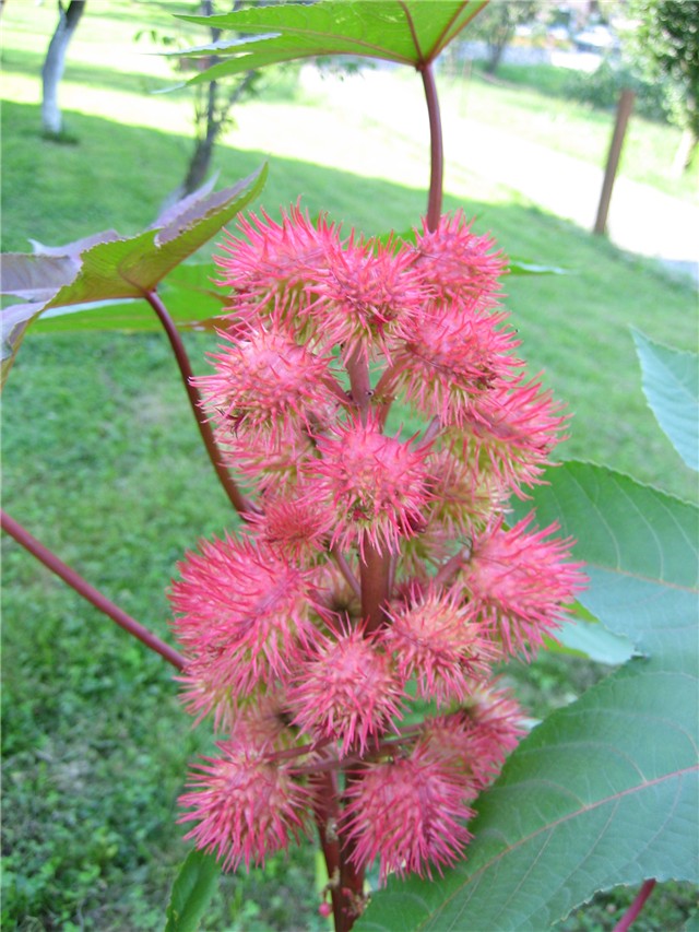 ricinus